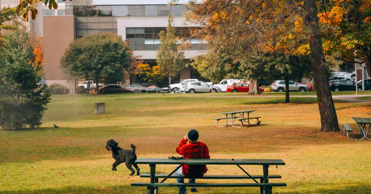 What Happens If You Violate Texas Leash Laws?