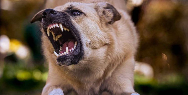 texas leash laws