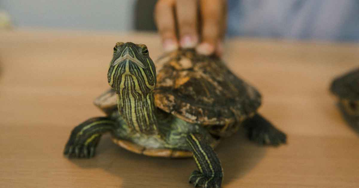 Diamondback Terrapin
