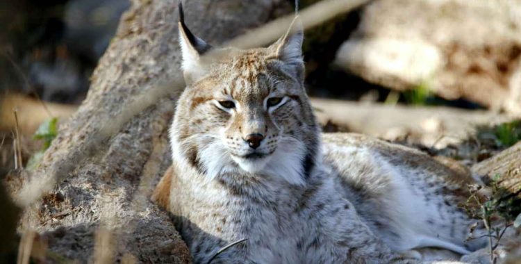 can u legally own a bobcat