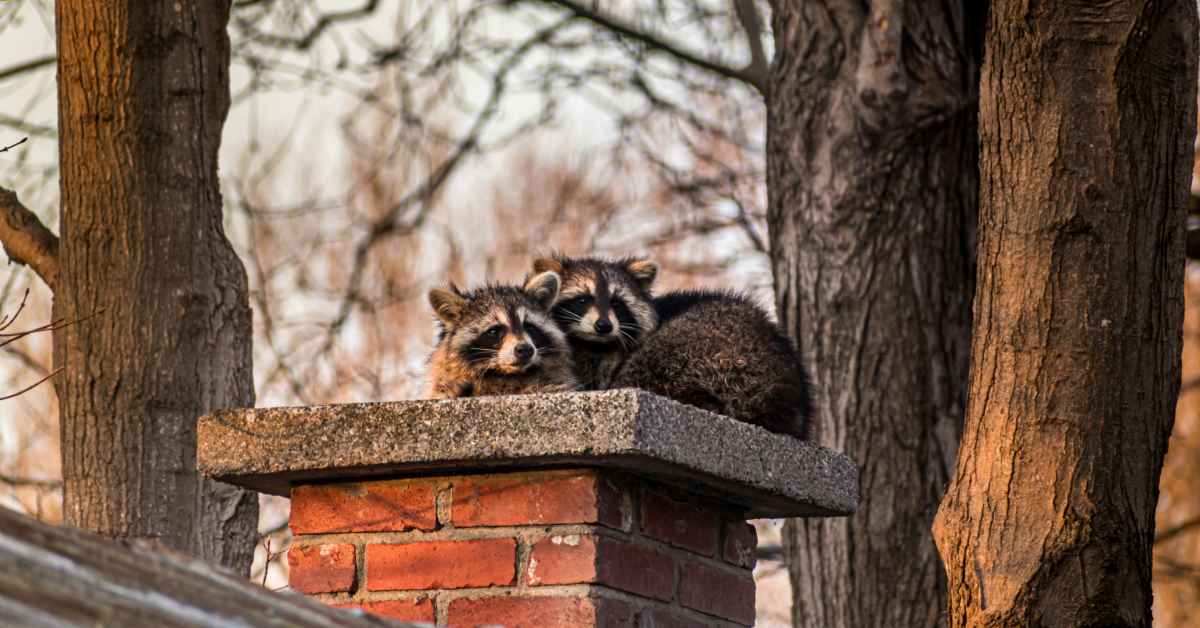 can you have a raccoon as a pet
