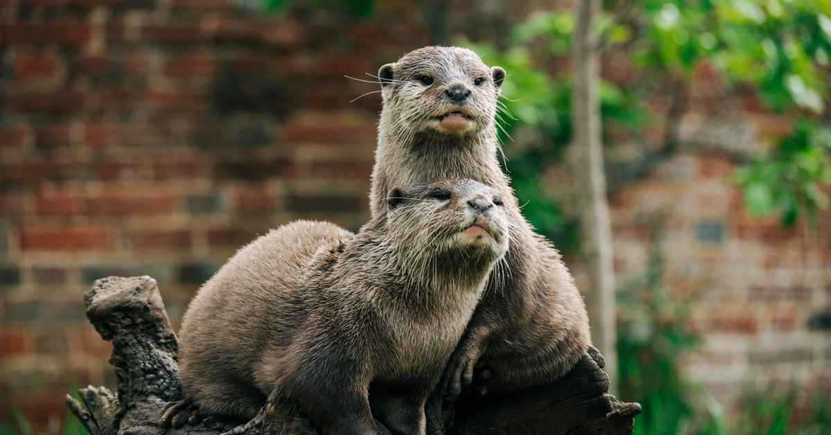Can you have a pet otter in Texas?