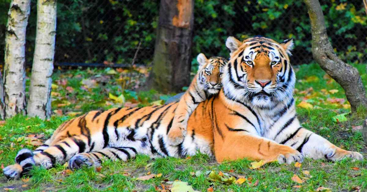 tigers