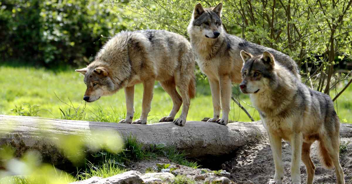 wolves